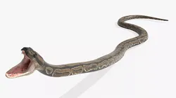 Wildlife Python Snake Strike Animated Rigged For Blender 3D model
