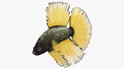 Yellow Crowntail Betta Fish Diving Animated Rigged for Cinema 4D 3D model