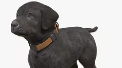 Young Dog with Adjustable Collar 3D model