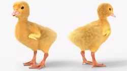 Young Farm Duck Idle Animated Fur Rigged For Blender 3D model