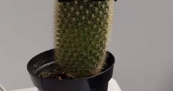 60mm sunglasses for a cactus
