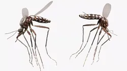 Aedes Mosquito Flying Fur Animated Rigged For Blender 3D model