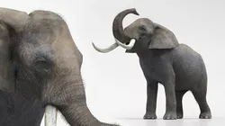African Elephant Cleaning Fur Animated Rigged For Maya Low-poly 3D model