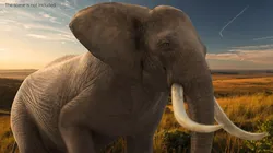 African Elephant Eating Fur Animated Rigged For Maya 3D model