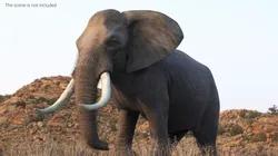 African Elephant Fur Rigged For Maya 3D model
