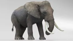 African Elephant Fur Set Animated Rigged For Maya Low-poly 3D model