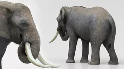 African Elephant WalkRun Fur Animated Rigged For Maya Low-poly 3D model