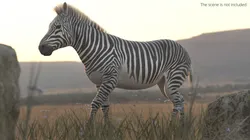 African Zebra Fur Rigged For Blender Animated Set 3D model