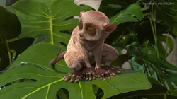 Alert Sitting Tarsier Fur for Cinema 4D 3D model
