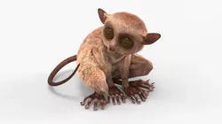 Alert Sitting Tarsier Fur for Maya 3D model