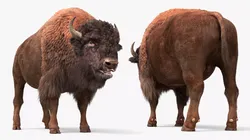 American Bison Fur Fighting Animated Rigged For Maya 3D model