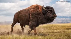American Bison Fur Running Animated Rigged For Maya 3D model