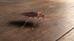 American Cockroach Insect Rigged For Blender Animated Set 3D model