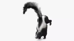 American Striped Skunk Defensive Fur Animated Rigged For Blender 3D model