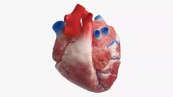 Anatomical Dog Heart with Vascular Connections 3D model