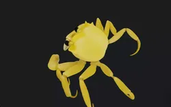 Animated Ghost Crab 3D Asset 3D model