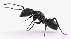 Ant Rigged Fur For Blender Animated Set 3D model