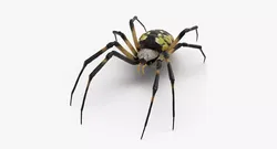 Argiope Aurantia Yellow Garden Spider 3D model