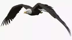 Bald Eagle Flying Animated Rigged For Blender 3D model