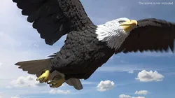 Bald Eagle Wide Rigged For Blender 3D model