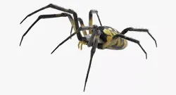 Black and Yellow Garden Spider Fur Model 3D model
