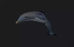 Bottlenose Dolphin 3D Model 3D model