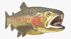 Brown Trout Fish Rigged For Blender 3D model