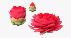 Bud Bloom Evolution 3D model