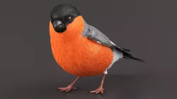 Bullfinch Male Bird Set Animated Rigged For Maya 3D model