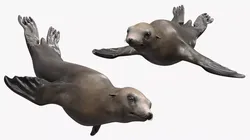 California Sea Lion Swimming Animated Rigged For Maya 3D model