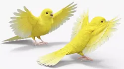 Canary Bird 3D model