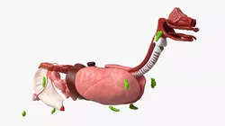 Canine Internal Organs Anatomy Model Detailed 3D model