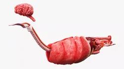 Cat Internal Organs Anatomy Structure 3D model