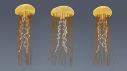 Chrysaora Fuscescens Jellyfish Rigged For Maya Animated Set 3D model