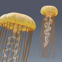 Chrysaora Fuscescens Jellyfish Swim Animated Rigged For Maya 3D model
