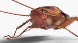 Cockroach Insect For Blender 3D model