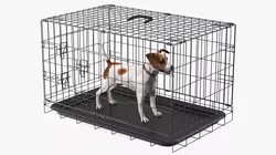 Crate with Jack Russell Terrier 3D model