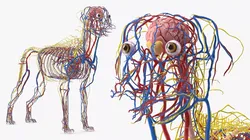 Dog Circulatory and Nervous Network Anatomy Model 3D model