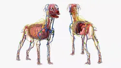 Dog Internal Organs with Nervous and Vascular 3D model