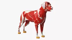 Dog Muscle Structure Detailed Anatomy Full 3D model