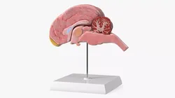 Dog Right Cerebral Hemisphere on Base Stand 3D model