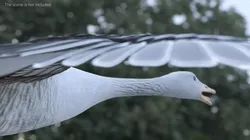 Domestic Goose with Spread Wings Gray 3D model