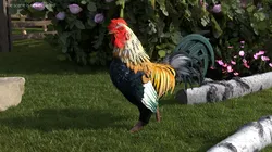 Domestic Rainbow Rooster For Blender 3D model