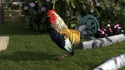 Domestic Rooster Walking Animated Rigged For Blender 3D model