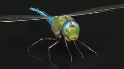 Dragonfly Fur Rigged For Maya 3D model