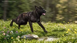 Dutch Shepherd Dog Walk Fur Animated Rigged For Maya 3D model