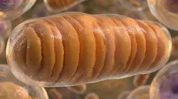 Eukaryotic Mitochondrion Organelle Brown 3D model
