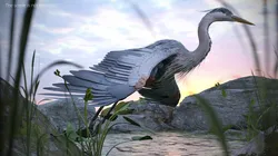European Grey Heron Take Off Animated Rigged For Blender 3D model