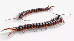 Fast Crawling Centipede Animated Rigged For Blender 3D model