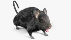 Field Mouse Animal Figure Black Fur Rigged 3D model